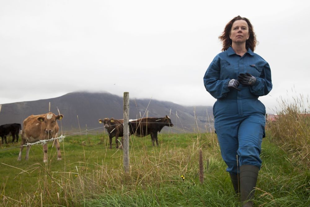 kobieta na pastwisku, trawa, góry, w tle krowy
