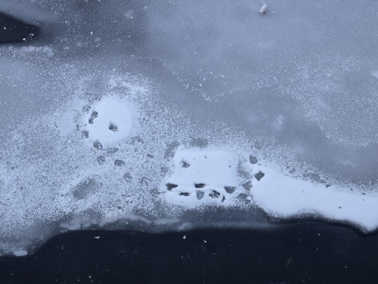 zimowy krajobraz okolice starego miasta w Gdańsku zamarznięty kanał Raduni