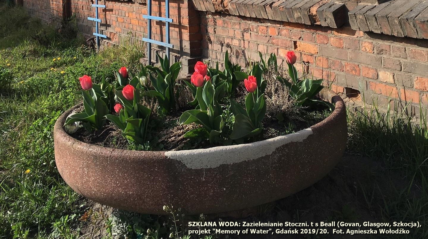 SZKLANA WODA: Zazielenianie Stoczni. t s Beall (Govan, Glasgow, Szkocja), projekt "Memory of Water", Gdańsk 2019/20.  Fot. Agnieszka Wołodźko