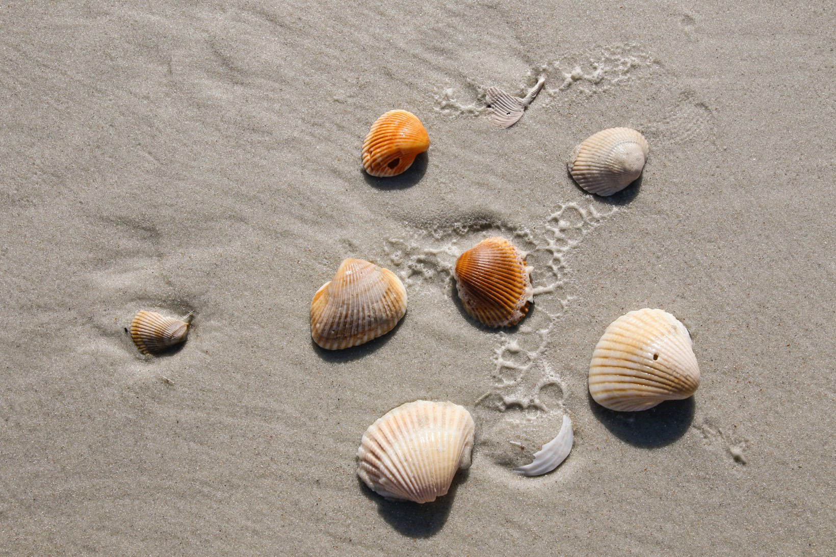 zdjęcie muszli na piasku na brzegu morza
