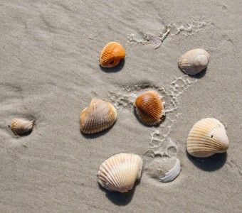 zdjęcie muszli na piasku na brzegu morza