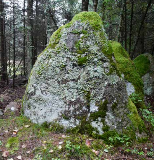 Fotografia głazu w lesie